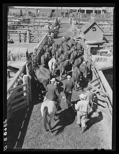 Driving cattle. Stockyards, Denver, Colorado, 1939