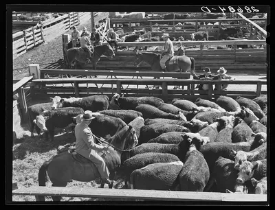 Cattle buyer. Stockyards, Denver, Colorado, 1939