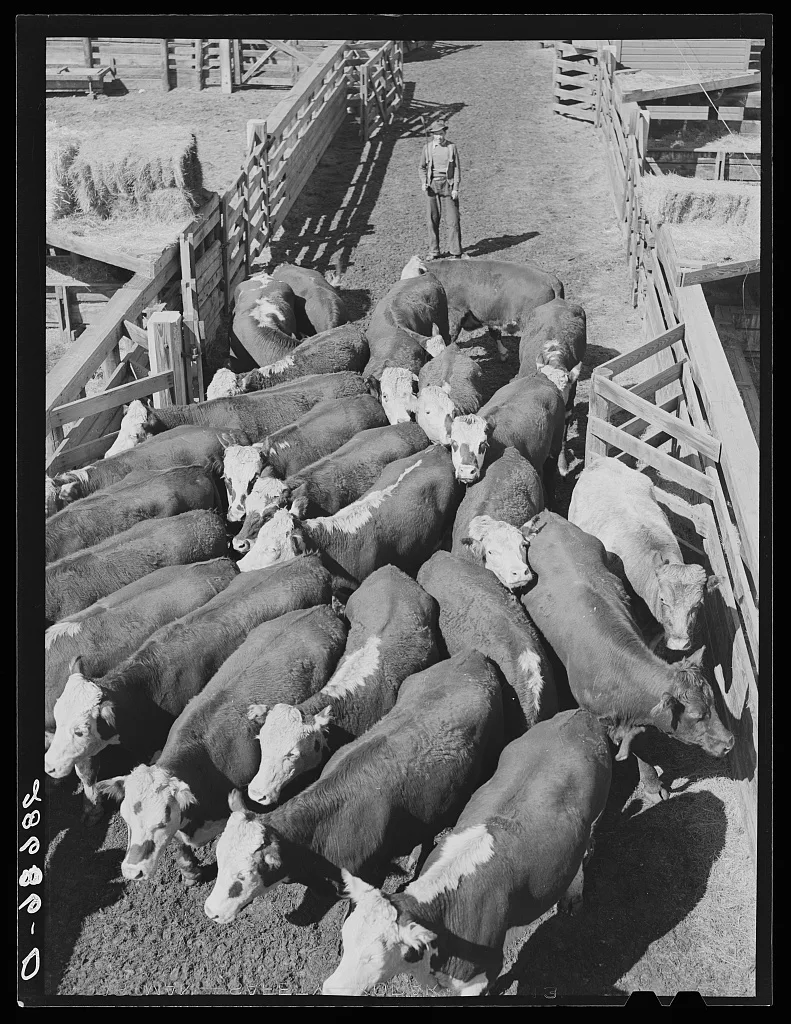 Cattle. Stockyard, Denver, Colorado, 1939