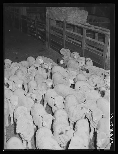 Rancher's son herding sheep. Stockyard, Denver, Colorado, 1939