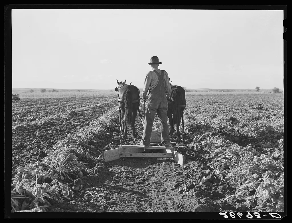 Bows between the pulled beets are flattened before piling the topped…, Colorado, 1939