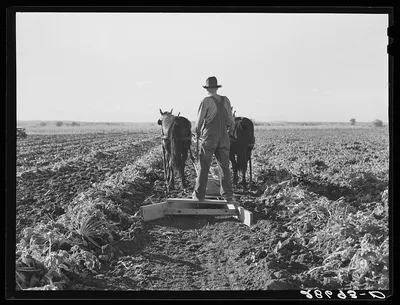 Bows between the pulled beets are flattened before piling the topped…, Colorado, 1939