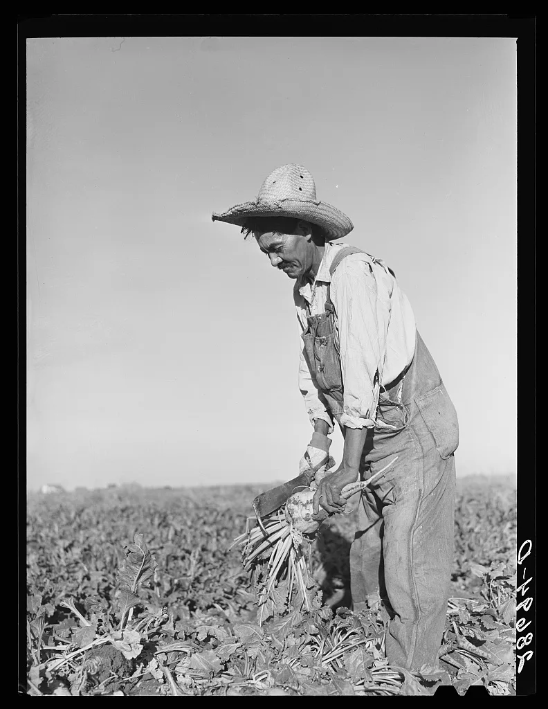 Field worker topping sugar beets. Adams County, Colorado, 1939