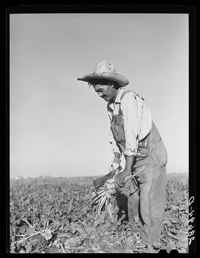 Field worker topping sugar beets. Adams County, Colorado, 1939