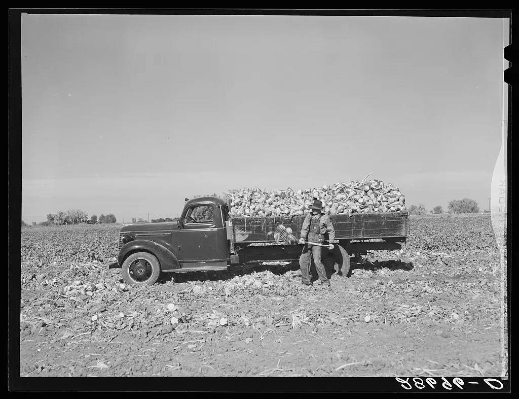 Loading topped sugar beets into truck. Adams County, Colorado, 1939