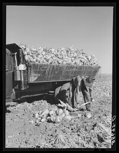 Loading topped sugar beets into truck. Adams County, Colorado, 1939
