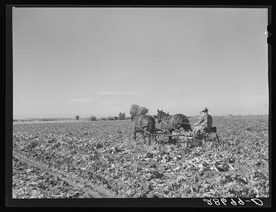 Lifting sugar beets. Adams County, Colorado, 1939