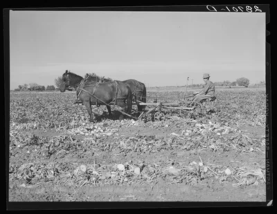 [Untitled photo, possibly related to: Farmer driving sugar beet…, Colorado, 1939
