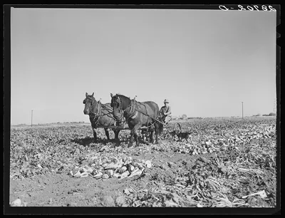 Farmer driving sugar beet lifter. Adams County, Colorado, 1939