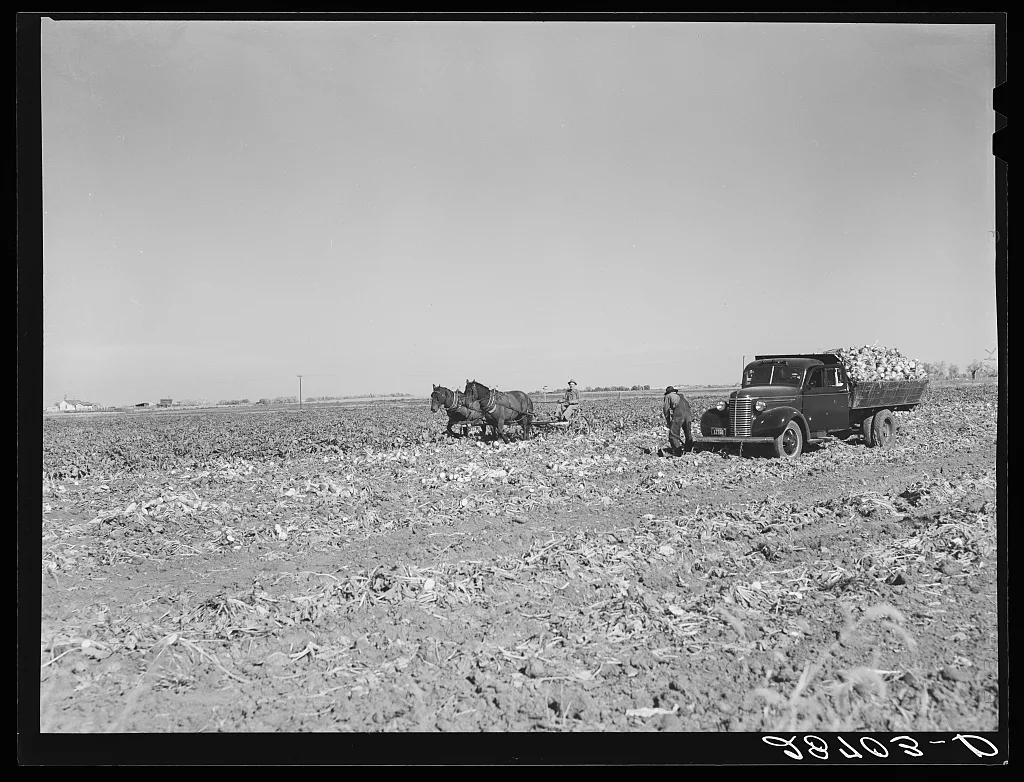 Farmers in sugar beet field. August Ehlen Farm. Adams County, Colorado, 1939