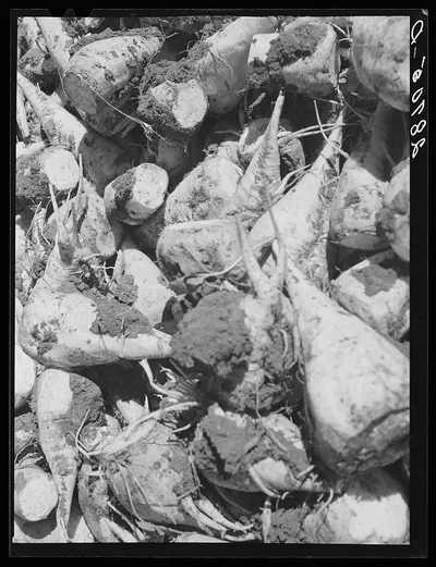 [Untitled photo, possibly related to: Farmer with sugar beets. Adams…, Colorado, 1939