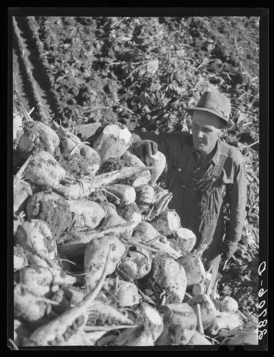 Farmer with sugar beets. Adams County, Colorado, 1939
