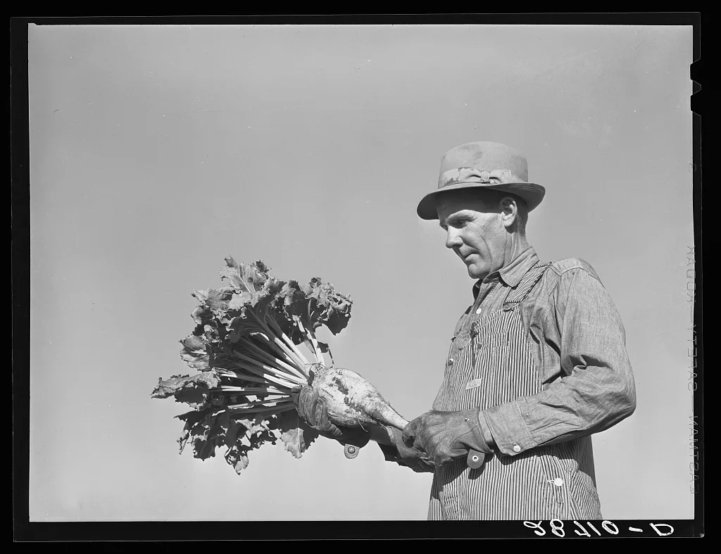 August Ehlen, farmer, with sugar beet. Adams County, Colorado, 1939