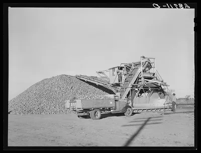 Unloading farmer's sugar beet truck at railroad. Adams County,…, Colorado, 1939