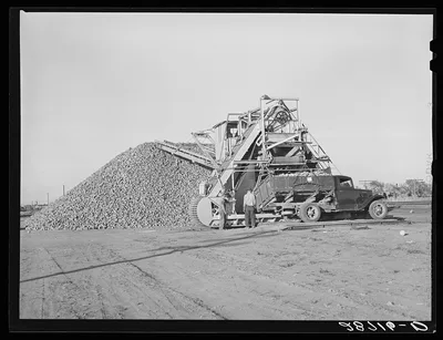 Unloading sugar beets from farmer's truck. Adams County, Colorado, 1939