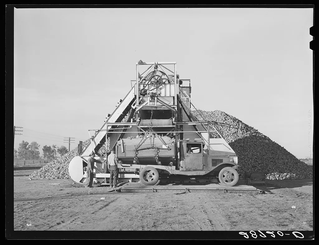 Sugar beets in farmer's truck are unloaded at railroad. Adams County,…, Colorado, 1939