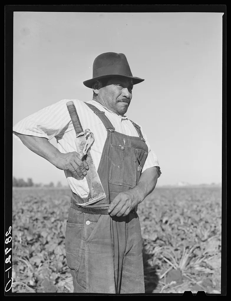 Field worker with knife used in topping sugar beets. Adams County,…, Colorado, 1939