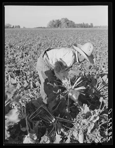 [Untitled photo, possibly related to: Field worker topping sugar…, Colorado, 1939