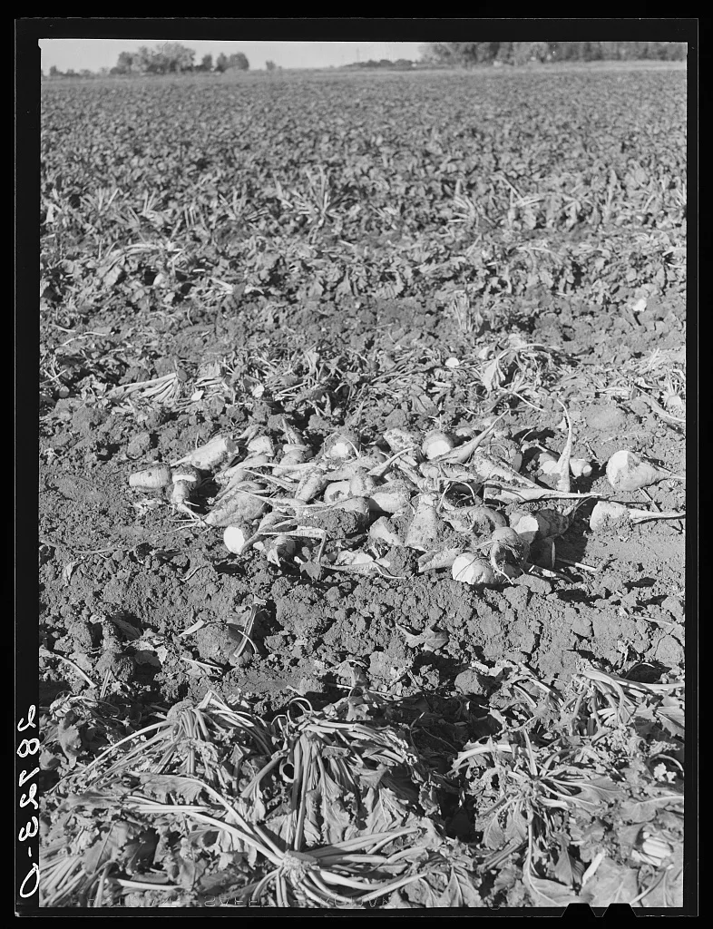 Topped sugar beets in the field. Adams County, Colorado, 1939