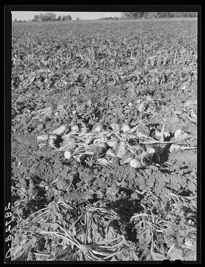 Topped sugar beets in the field. Adams County, Colorado, 1939