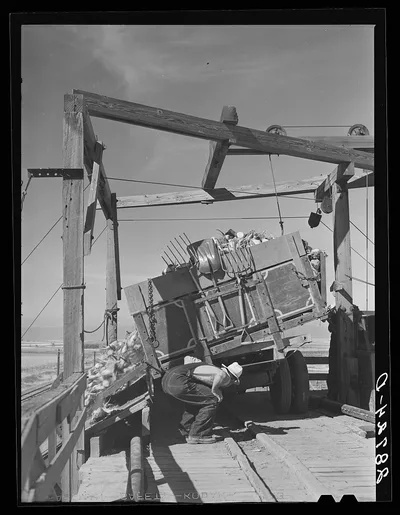 Dumping a load of sugar beets. Adams County, Colorado, 1939