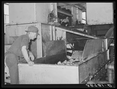 Brighton, Colorado. Inspecting washed sugar beets. Arthur Rothstein, 1939
