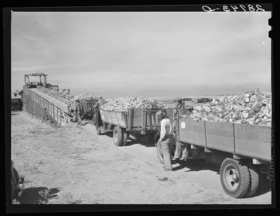 Farmers waiting at sugar beet dump. Adams County, Colorado, 1939