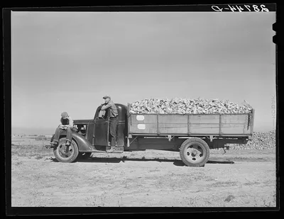 Farmers with load of sugar beets waiting at sugar beet dump. Adams…, Colorado, 1939