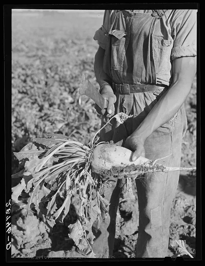 Sugar beet before topping. Adams County, Colorado, 1939
