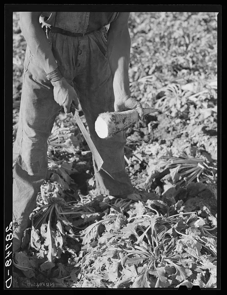 Sugar beet after topping. Adams County, Colorado, 1939