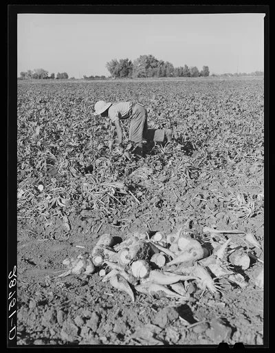 Work in sugar beet field. Adams County, Colorado, 1939
