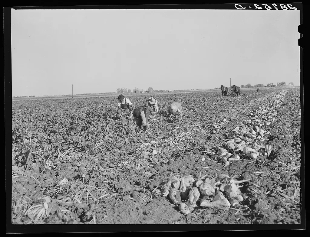 Workers in sugar beet field. Adams County, Colorado, 1939
