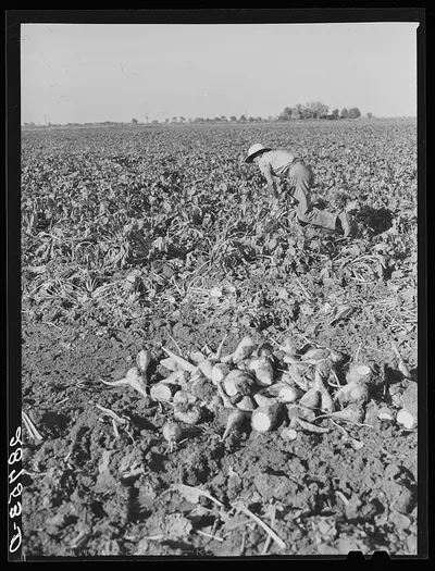 Workers in sugar beet field. Adams County, Colorado, 1939