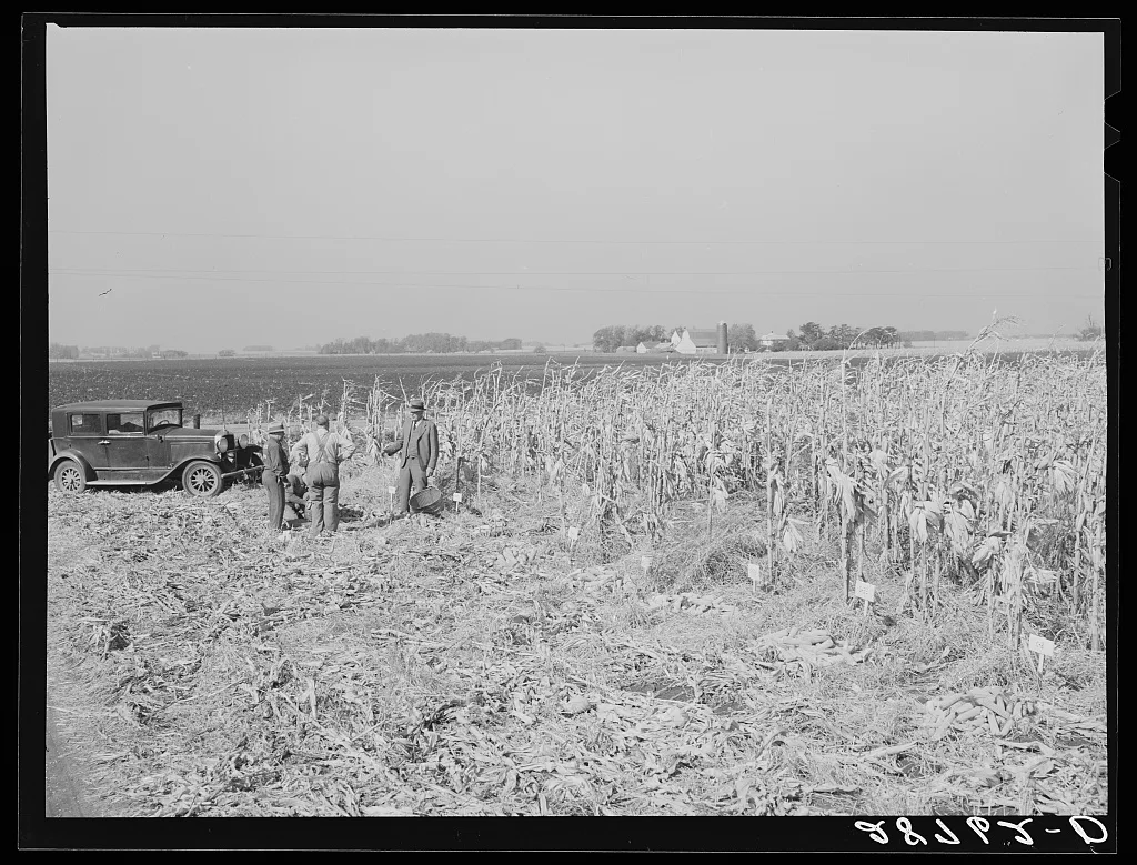 Country agent tests a plot of hybrid corn for yield. Grundy County,…, Iowa, 1939