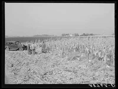 Country agent tests a plot of hybrid corn for yield. Grundy County,…, Iowa, 1939