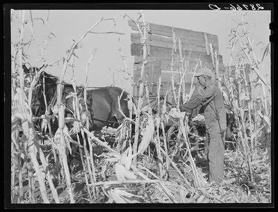 [Untitled photo, possibly related to: Husking corn. Grundy County,…, Iowa, 1939