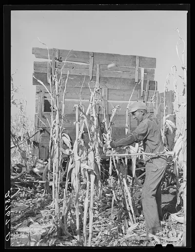 Husking corn. Grundy County, Iowa, 1939