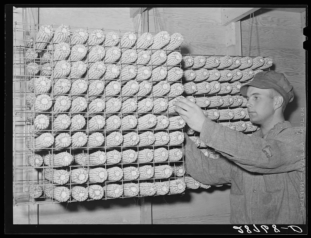 One of the Clarke boys with some hybrid seed corn. Grundy County, Iowa, 1939