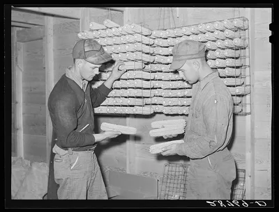 George and Hugh Clarke with hybrid seed corn. Grundy County, Iowa, 1939