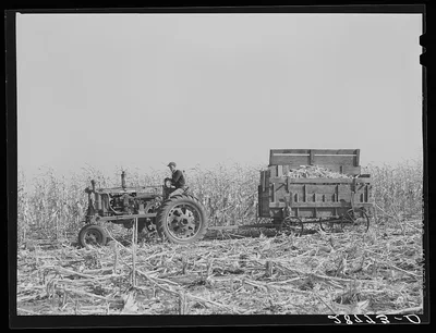 Hauling corn from the field. H.C. Clarke farm. Grundy County, Iowa, 1939