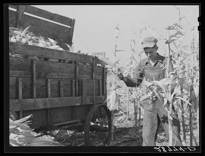 [Untitled photo, possibly related to: Hauling corn from the field.…, Iowa, 1939