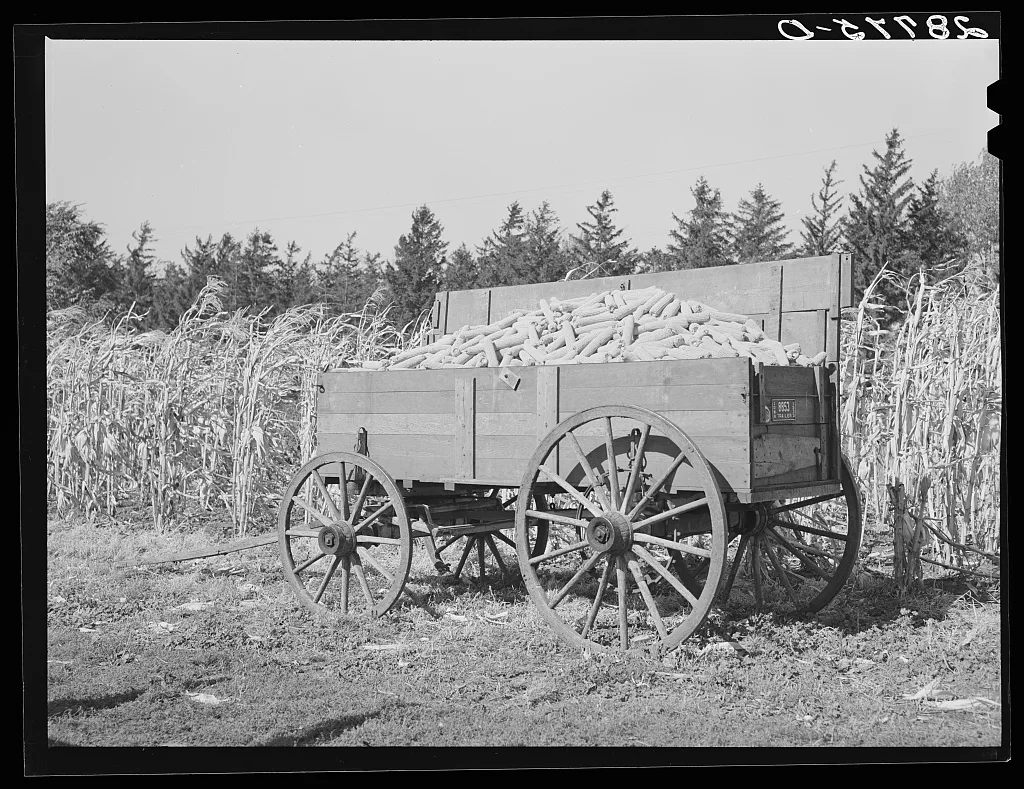 Wagonload of hybrid corn. H.C. Clarke farm. Grundy County, Iowa, 1939