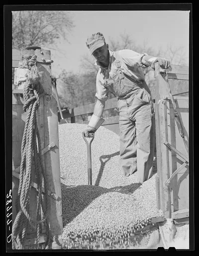 [Untitled photo, possibly related to: Unloading shelled corn for…, Iowa, 1939