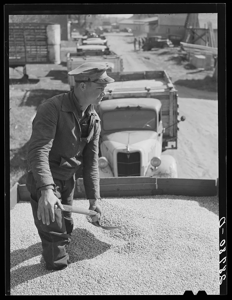 [Untitled photo, possibly related to: Unloading shelled corn for…, Iowa, 1939