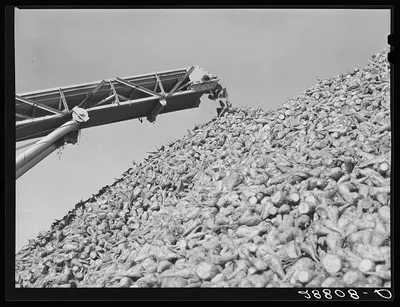 Sugar beets at factory before processing. Brighton, Colorado, 1939