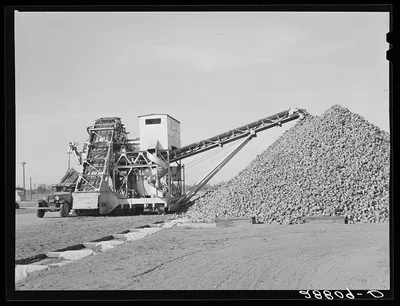 Sugar beets are piled over flumes before processing at factory.…, Colorado, 1939