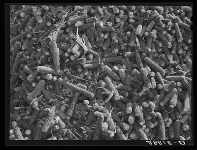 [Untitled photo, possibly related to: Corn cobs. Grundy County, Iowa], 1939