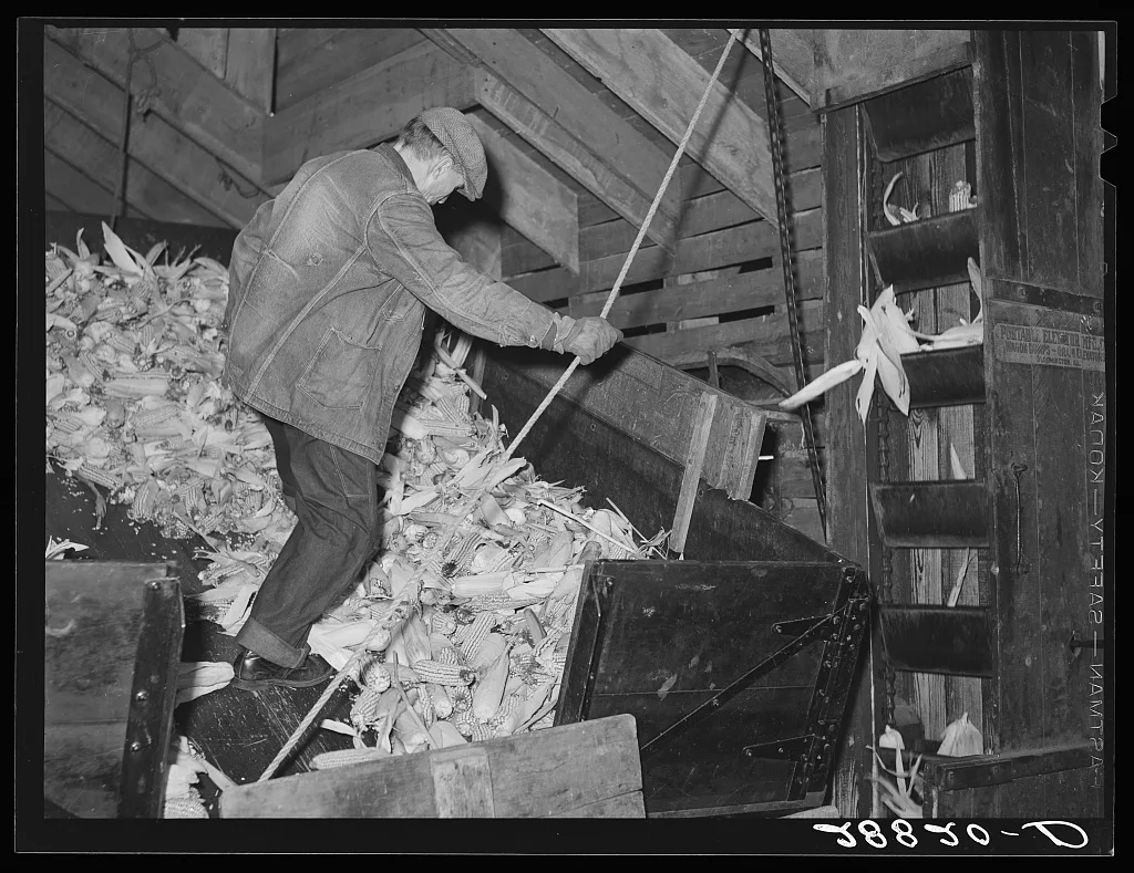 Unloading corn for storage. Fred Coulter farm. Grundy County, Iowa, 1939