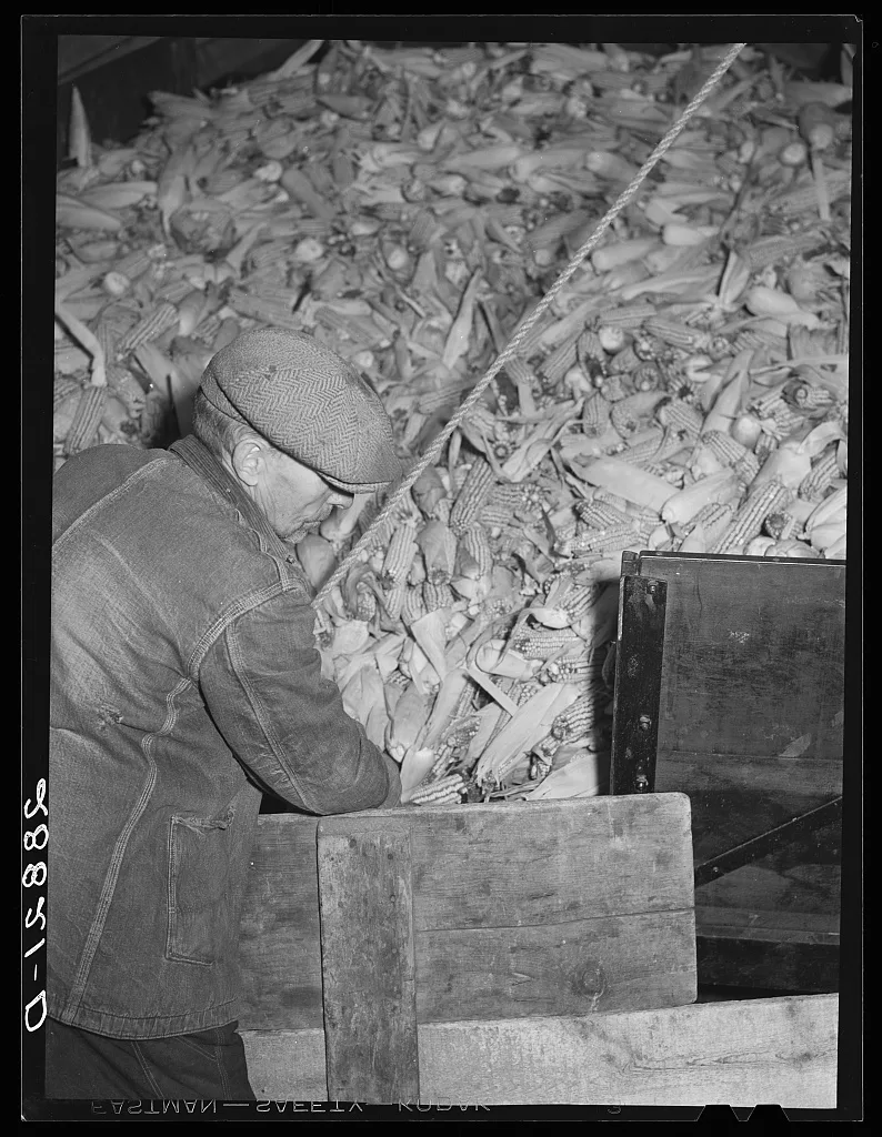[Untitled photo, possibly related to: Unloading corn for storage.…, Iowa, 1939