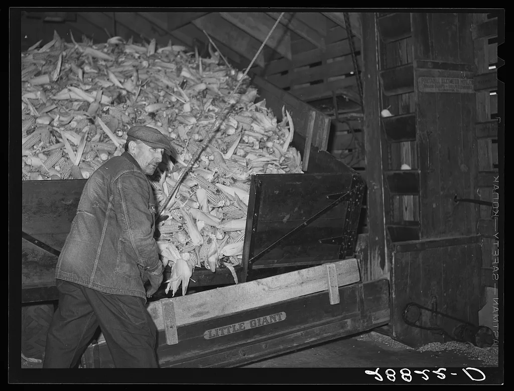 [Untitled photo, possibly related to: Unloading corn for storage.…, Iowa, 1939